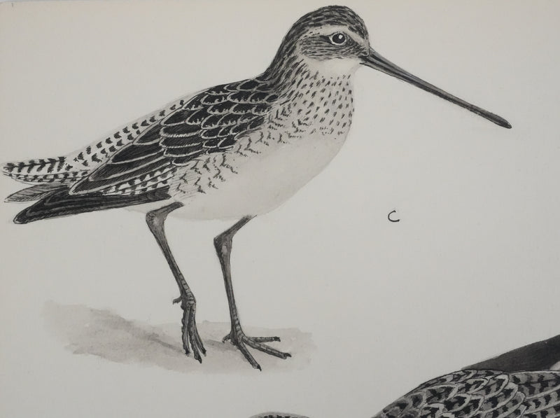 Louis DELAPCHIER : Bartramie à longue queue, Aquarelle originale signée