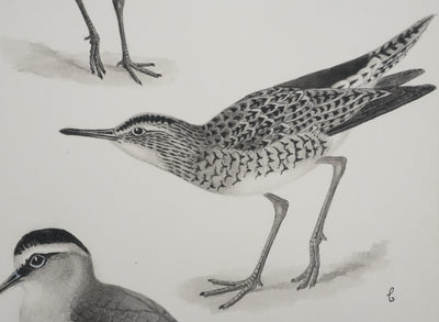 Louis DELAPCHIER : Bartramie à longue queue, Aquarelle originale signée