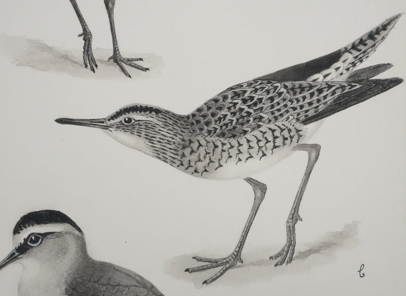 Louis DELAPCHIER : Bartramie à longue queue, Aquarelle originale signée