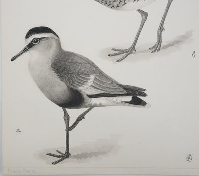 Louis DELAPCHIER : Bartramie à longue queue, Aquarelle originale signée