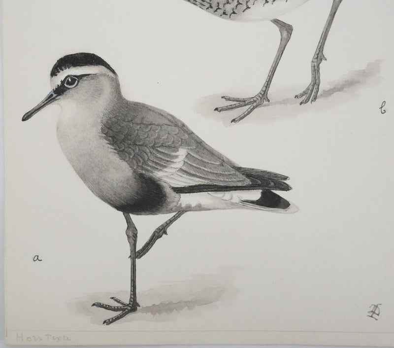 Louis DELAPCHIER : Bartramie à longue queue, Aquarelle originale signée