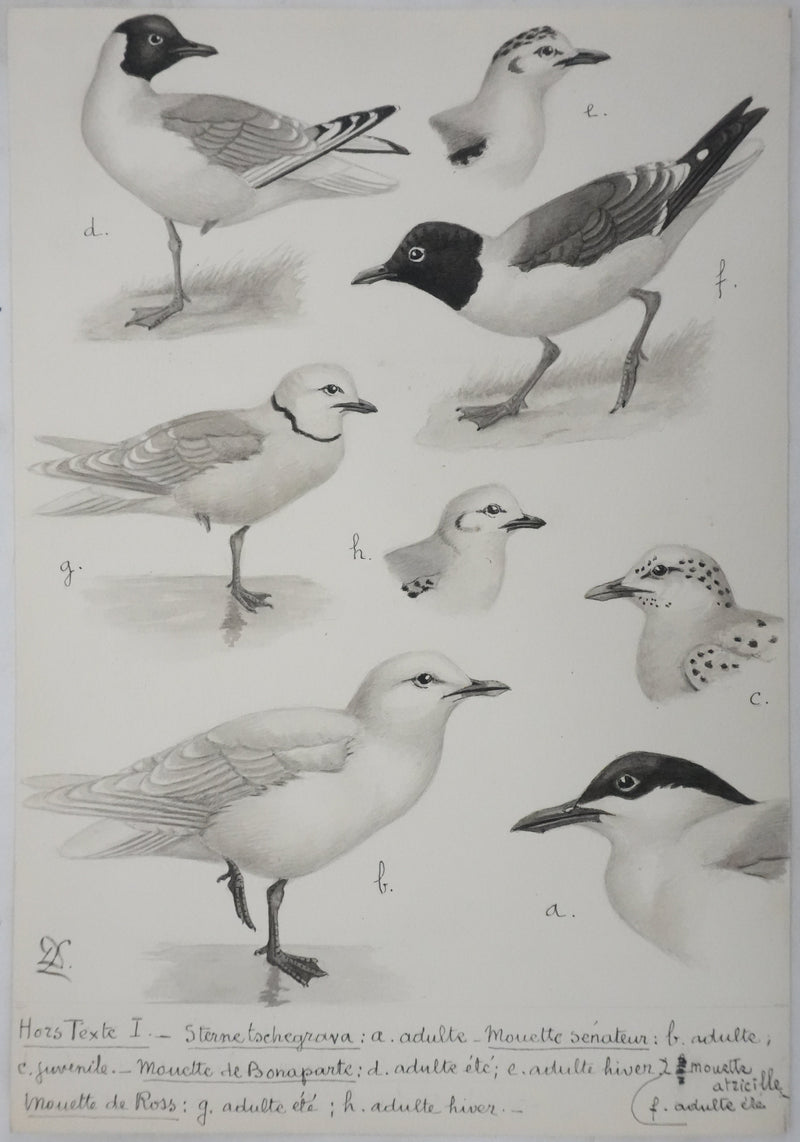 Louis DELAPCHIER : Sterne caspienne et Mouettes, Aquarelle originale signée