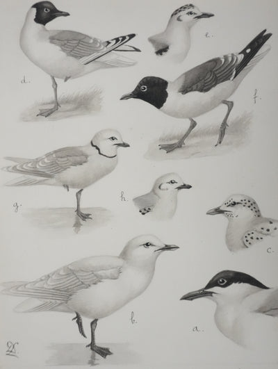 Louis DELAPCHIER : Sterne caspienne et Mouettes, Aquarelle originale signée
