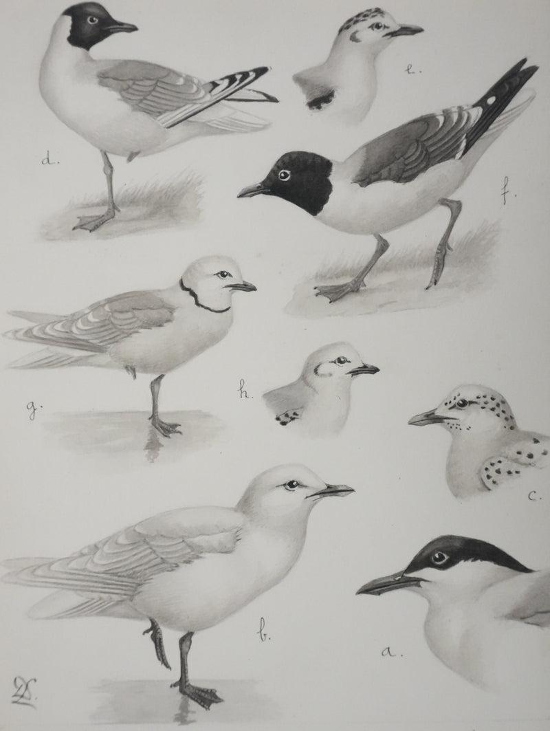 Louis DELAPCHIER : Sterne caspienne et Mouettes, Aquarelle originale signée