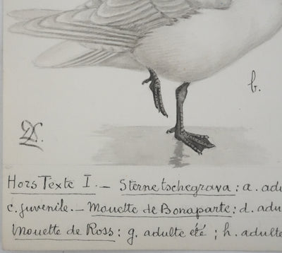 Louis DELAPCHIER : Sterne caspienne et Mouettes, Aquarelle originale signée