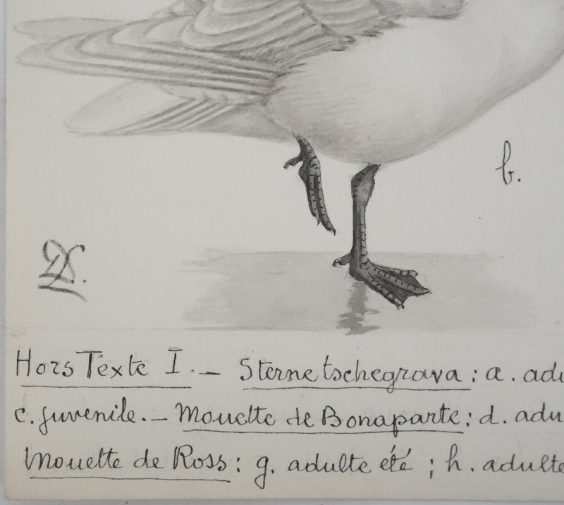 Louis DELAPCHIER : Sterne caspienne et Mouettes, Aquarelle originale signée