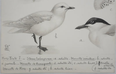 Louis DELAPCHIER : Sterne caspienne et Mouettes, Aquarelle originale signée