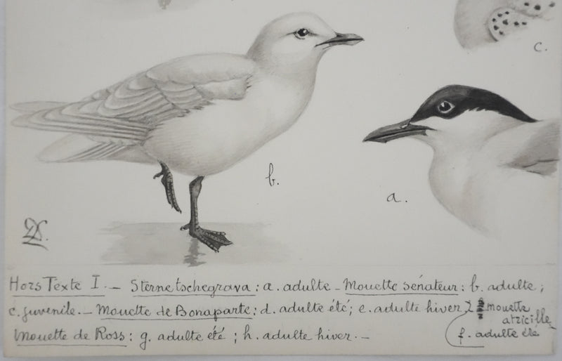 Louis DELAPCHIER : Sterne caspienne et Mouettes, Aquarelle originale signée