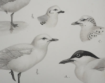 Louis DELAPCHIER : Sterne caspienne et Mouettes, Aquarelle originale signée