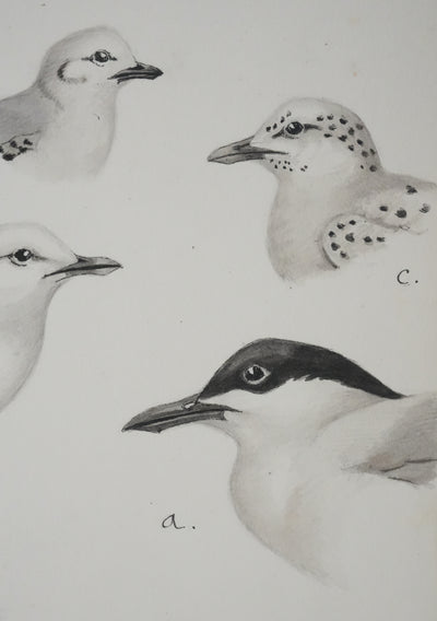 Louis DELAPCHIER : Sterne caspienne et Mouettes, Aquarelle originale signée