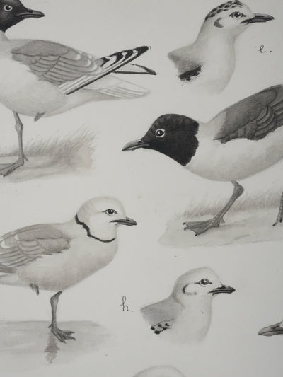 Louis DELAPCHIER : Sterne caspienne et Mouettes, Aquarelle originale signée