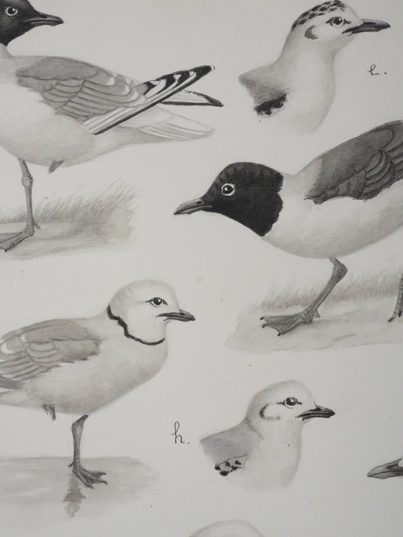 Louis DELAPCHIER : Sterne caspienne et Mouettes, Aquarelle originale signée