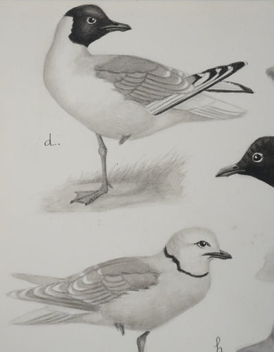 Louis DELAPCHIER : Sterne caspienne et Mouettes, Aquarelle originale signée