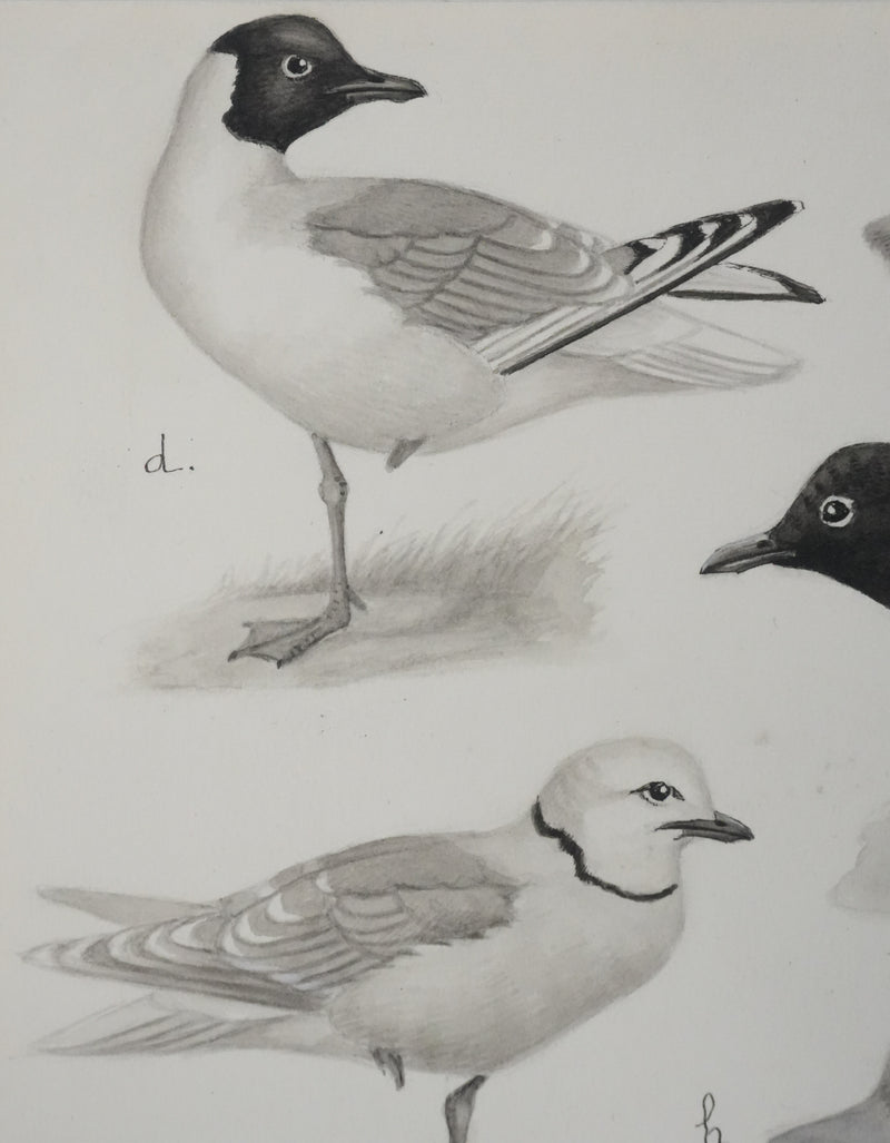 Louis DELAPCHIER : Sterne caspienne et Mouettes, Aquarelle originale signée