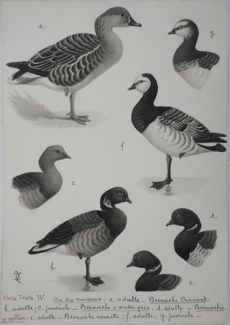 Louis DELAPCHIER : Oie des moissons et Bernaches, Aquarelle originale signée