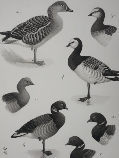 Louis DELAPCHIER : Oie des moissons et Bernaches, Aquarelle originale signée