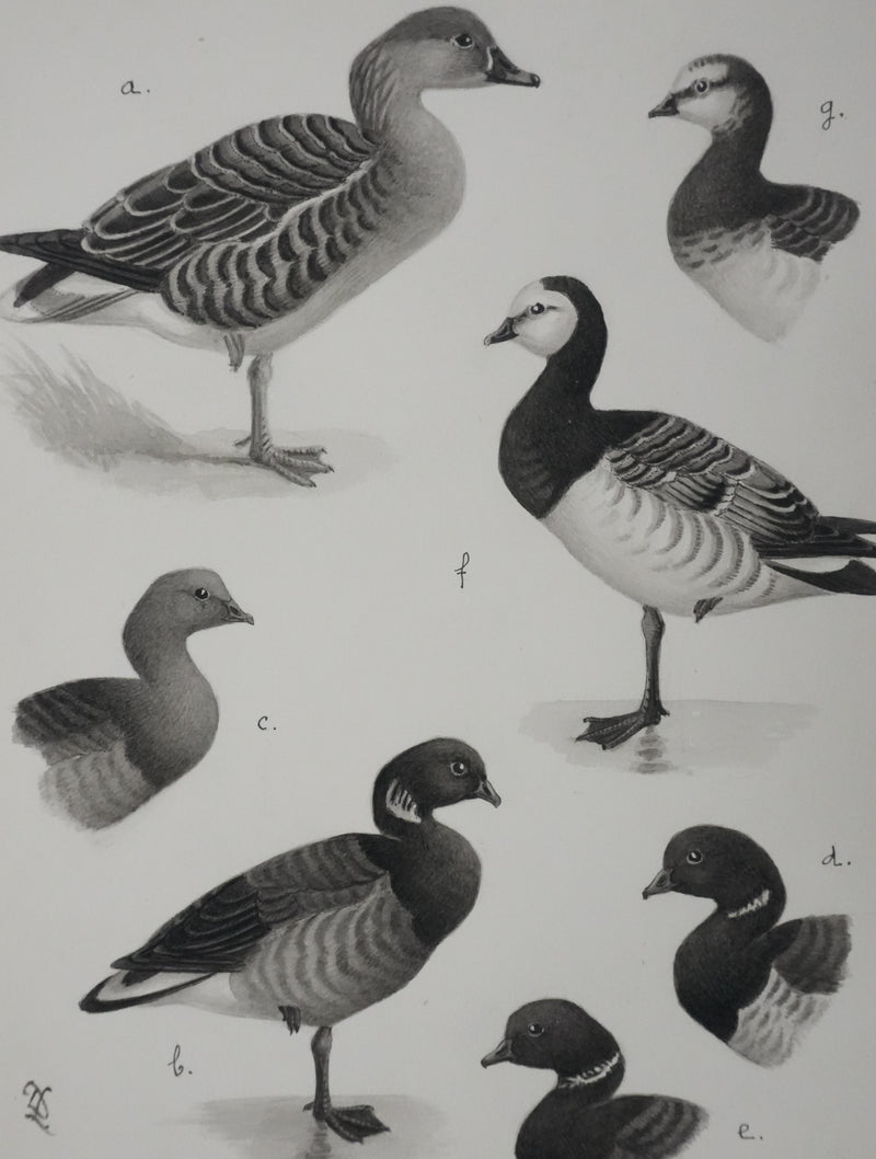 Louis DELAPCHIER : Oie des moissons et Bernaches, Aquarelle originale signée