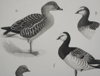 Louis DELAPCHIER : Oie des moissons et Bernaches, Aquarelle originale signée