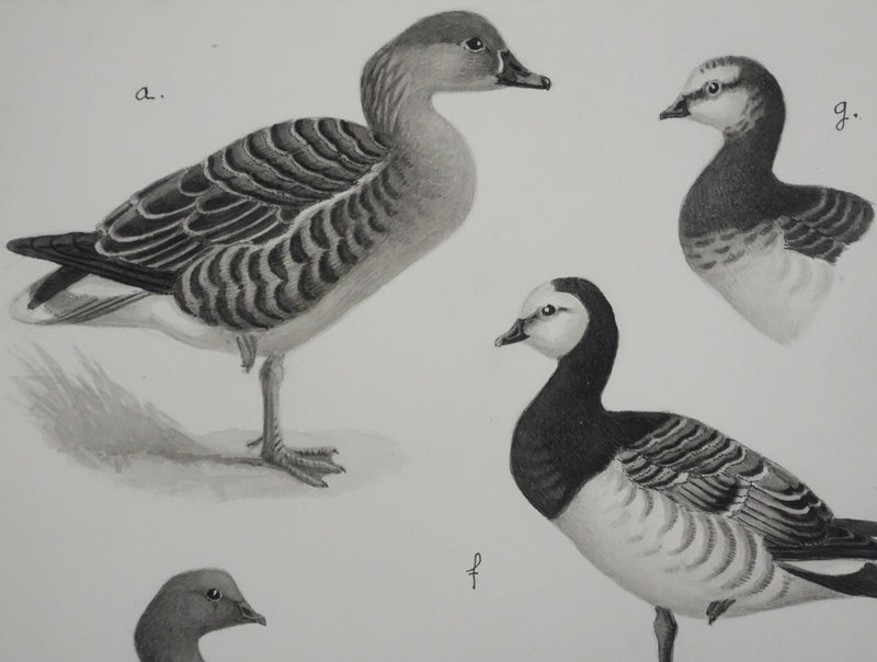 Louis DELAPCHIER : Oie des moissons et Bernaches, Aquarelle originale signée