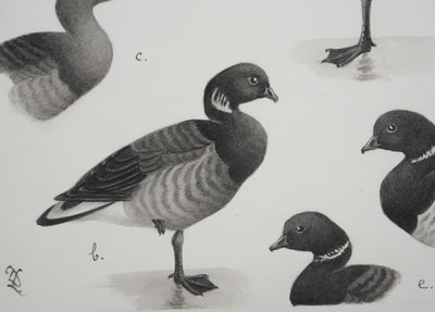 Louis DELAPCHIER : Oie des moissons et Bernaches, Aquarelle originale signée