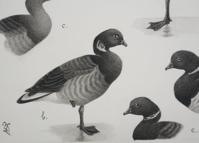 Louis DELAPCHIER : Oie des moissons et Bernaches, Aquarelle originale signée