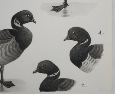 Louis DELAPCHIER : Oie des moissons et Bernaches, Aquarelle originale signée