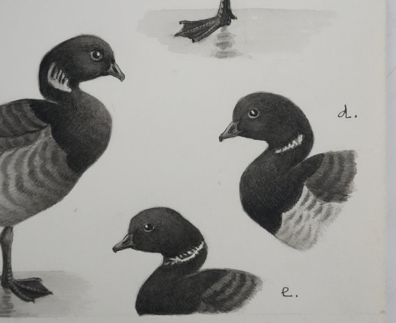 Louis DELAPCHIER : Oie des moissons et Bernaches, Aquarelle originale signée