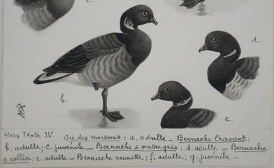 Louis DELAPCHIER : Oie des moissons et Bernaches, Aquarelle originale signée