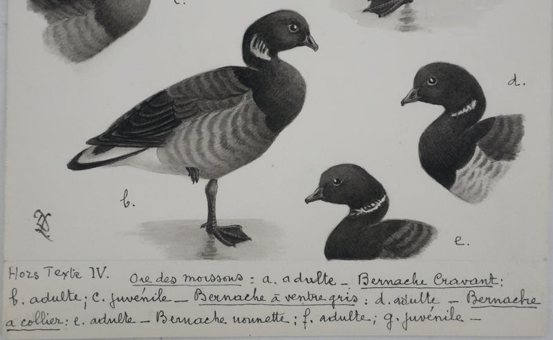 Louis DELAPCHIER : Oie des moissons et Bernaches, Aquarelle originale signée