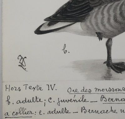 Louis DELAPCHIER : Oie des moissons et Bernaches, Aquarelle originale signée