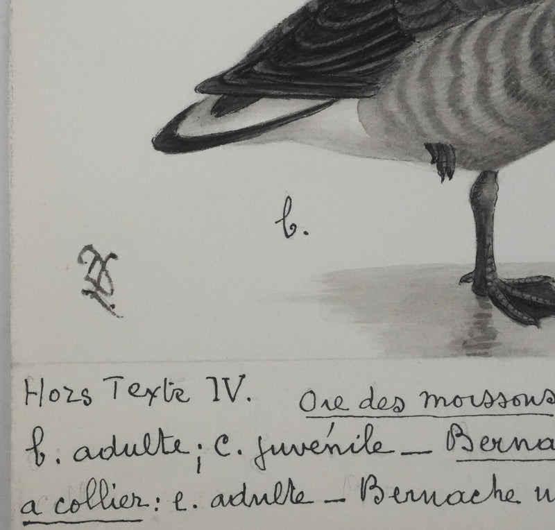 Louis DELAPCHIER : Oie des moissons et Bernaches, Aquarelle originale signée