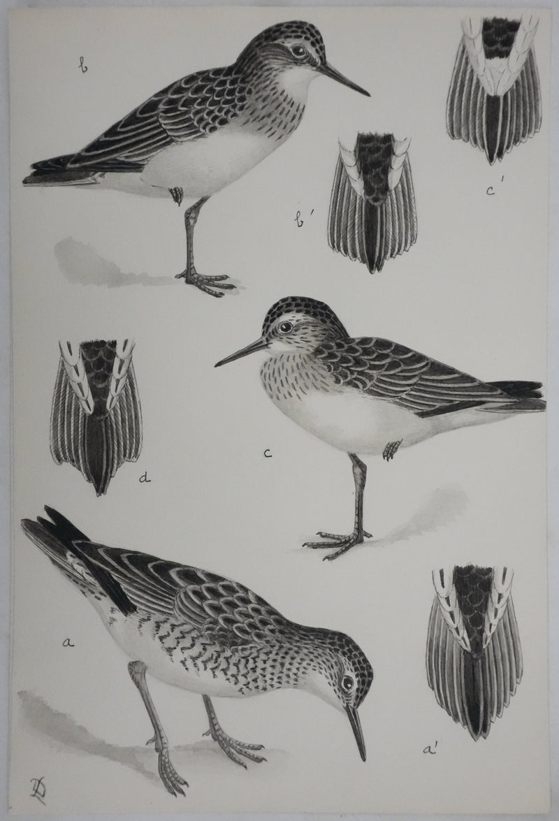 Louis DELAPCHIER : Bécasseaux, Aquarelle originale signée