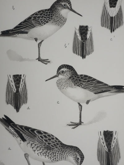 Louis DELAPCHIER : Bécasseaux, Aquarelle originale signée