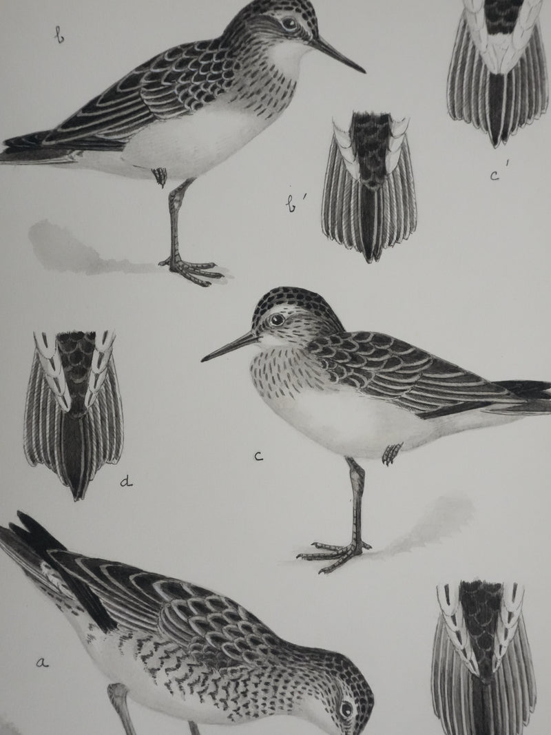 Louis DELAPCHIER : Bécasseaux, Aquarelle originale signée