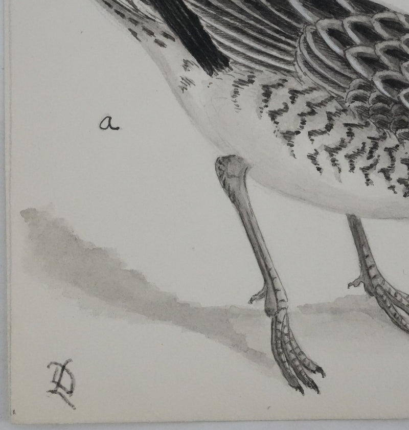 Louis DELAPCHIER : Bécasseaux, Aquarelle originale signée