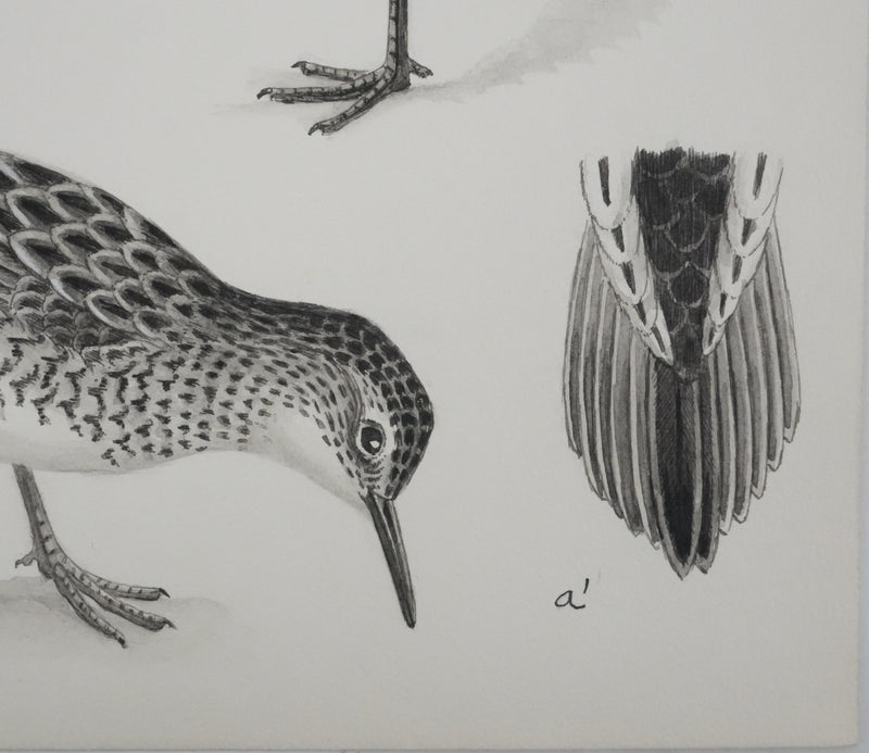 Louis DELAPCHIER : Bécasseaux, Aquarelle originale signée