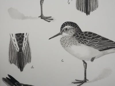 Louis DELAPCHIER : Bécasseaux, Aquarelle originale signée