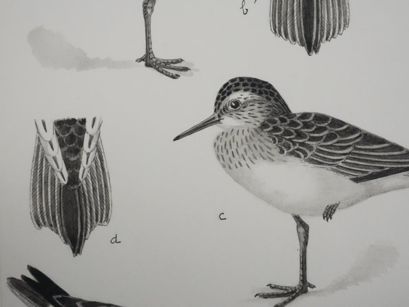 Louis DELAPCHIER : Bécasseaux, Aquarelle originale signée