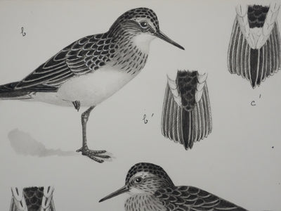 Louis DELAPCHIER : Bécasseaux, Aquarelle originale signée