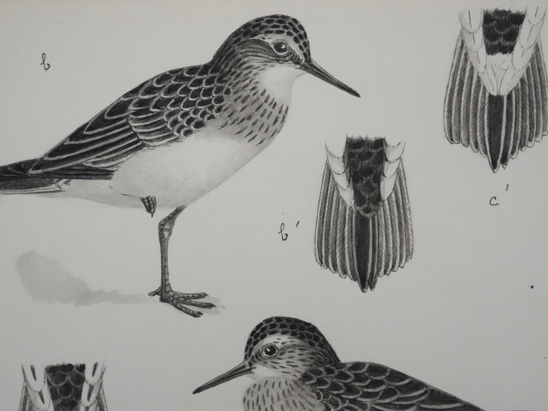 Louis DELAPCHIER : Bécasseaux, Aquarelle originale signée