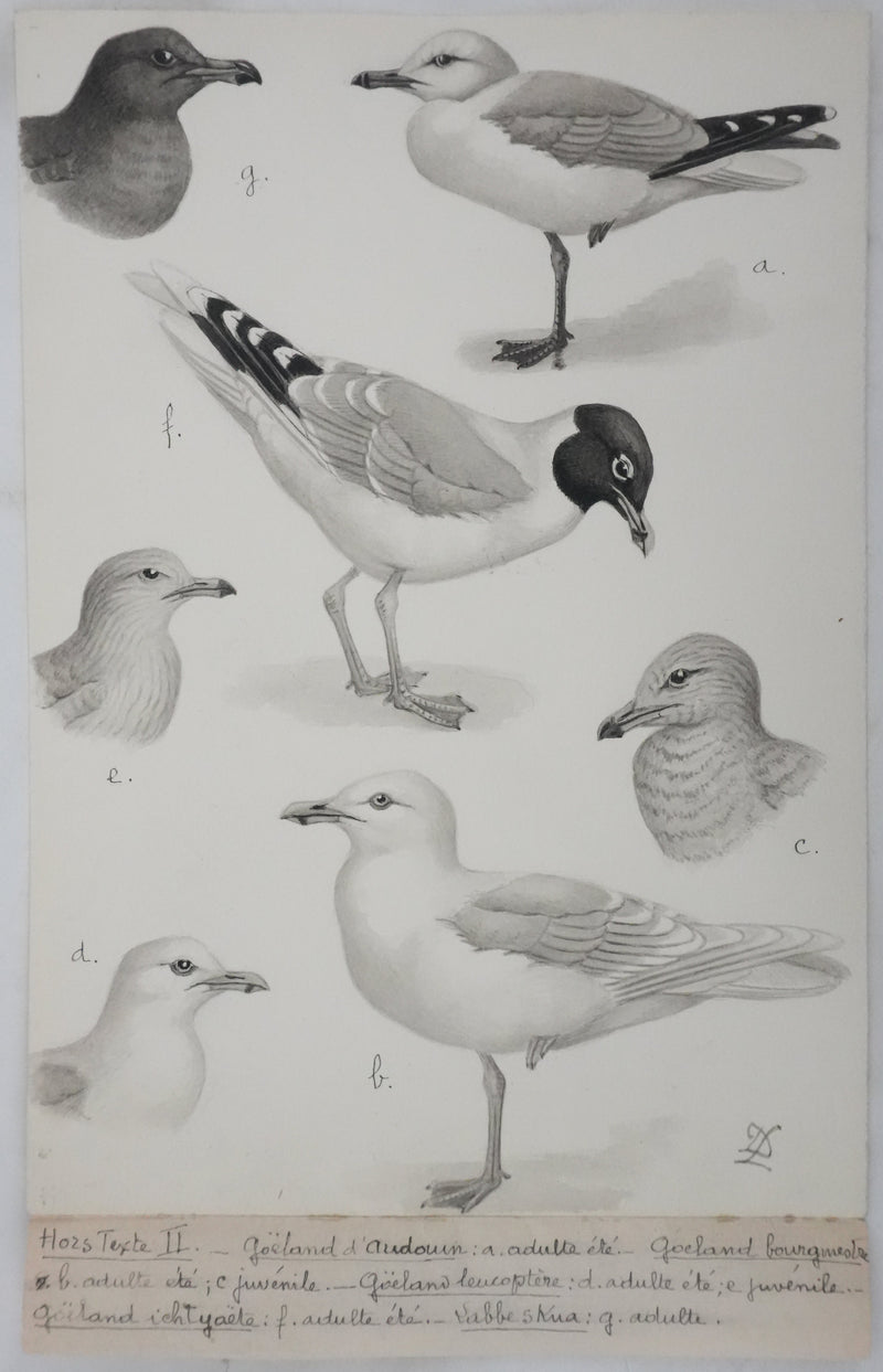 Louis DELAPCHIER : Goélands et Grand Labbe, Aquarelle originale signée