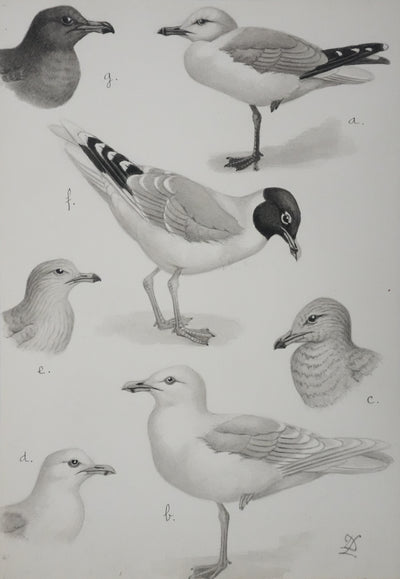 Louis DELAPCHIER : Goélands et Grand Labbe, Aquarelle originale signée