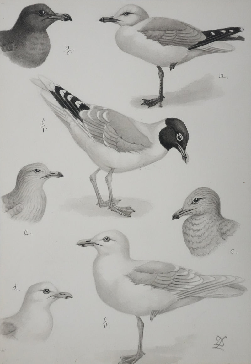 Louis DELAPCHIER : Goélands et Grand Labbe, Aquarelle originale signée