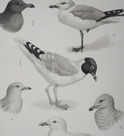 Louis DELAPCHIER : Goélands et Grand Labbe, Aquarelle originale signée