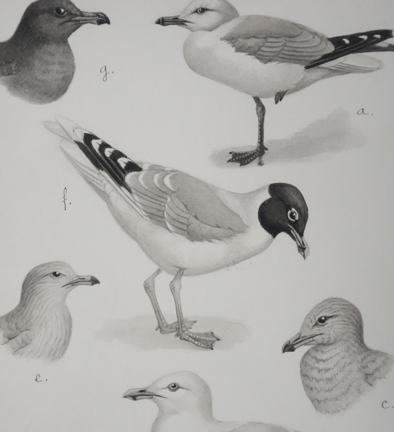 Louis DELAPCHIER : Goélands et Grand Labbe, Aquarelle originale signée