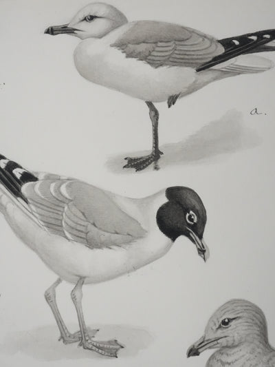 Louis DELAPCHIER : Goélands et Grand Labbe, Aquarelle originale signée