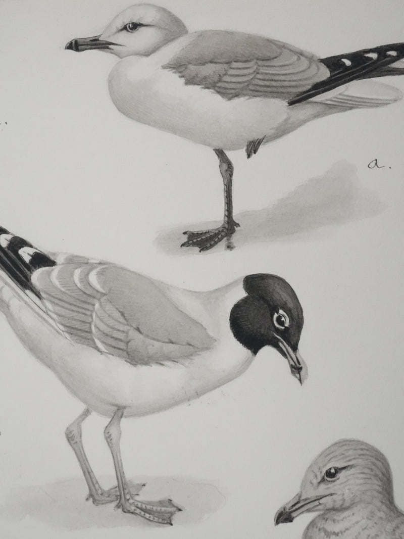 Louis DELAPCHIER : Goélands et Grand Labbe, Aquarelle originale signée