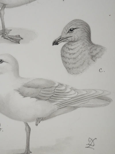 Louis DELAPCHIER : Goélands et Grand Labbe, Aquarelle originale signée