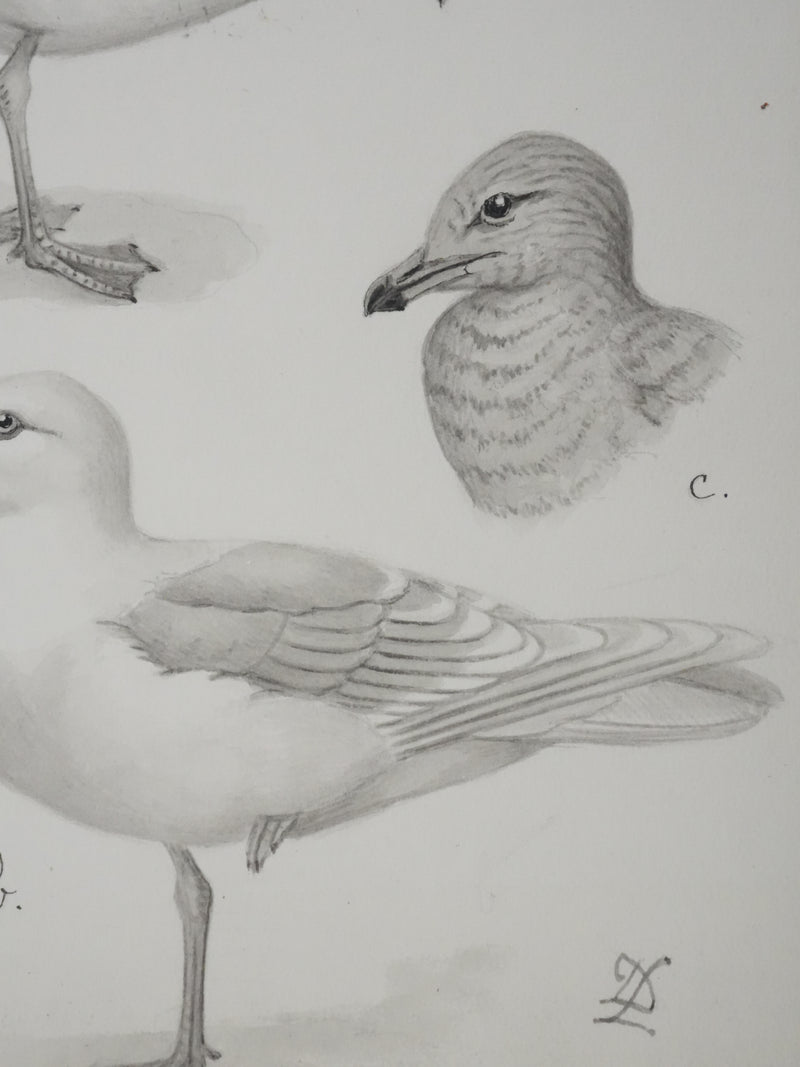 Louis DELAPCHIER : Goélands et Grand Labbe, Aquarelle originale signée