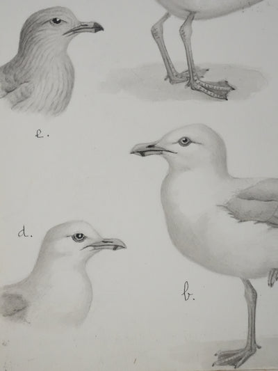 Louis DELAPCHIER : Goélands et Grand Labbe, Aquarelle originale signée